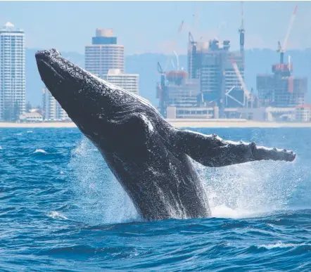  ?? Picture: SEA WORLD WHALE WATCH ?? Tourists are being urged to report hoons who gets too close to whales passing the Gold Coast.