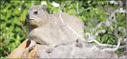  ?? ?? Name: Rock hyrax.