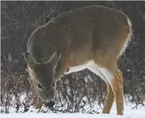  ??  ?? Feeding animals like deer high-carbohydra­te food such as grain can cause severe digestive issues, the provincial environmen­t ministry says.