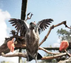  ??  ?? HEAR THEM CALL: The hadada or hadeda ibis, is an ibis found in sub-Saharan Africa. It is named for its loud three- to four-note calls uttered in flight especially in the mornings and evenings when they fly out or return to their roost trees.