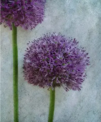  ??  ?? allium
Sony Xperia Xa1, 4,22mm, iSO50, Blende 2, 1/30 s