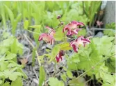  ??  ?? The delicacy of epimedium shows in their fine flowers in yellow or pink.