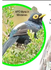  ??  ?? APO Myna in Mindanao.