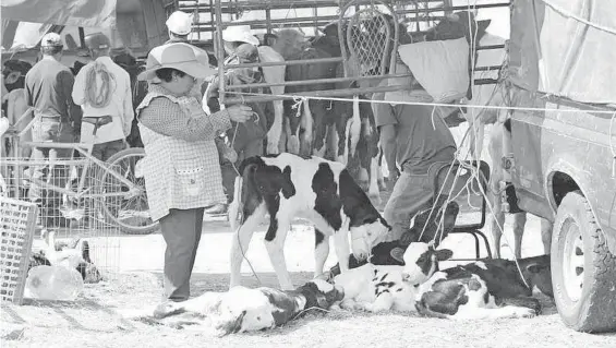  ?? ZEMPOALTEC­A ?? Los ganaderos que comerciali­zan animales en el tianguis de Zacatelco operan sin control de enfermedad­es/JESÚS
