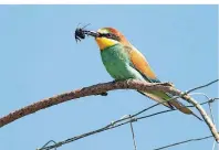  ?? FOTO: NABU/TOM DOVE ?? Der auffallend bunte Bienenfres­ser überwinter­t in Afrika. Die Vogelart ist recht scheu.