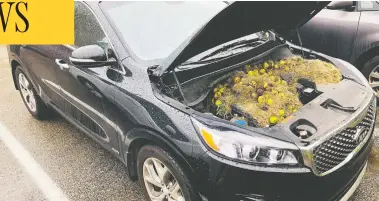  ?? CHRIS AND HOLLY PERSIC VIA REUTERS ?? Walnuts and grass hidden by squirrels are seen under the hood of a Pennsylvan­ia family’s car this week.