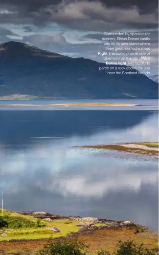  ??  ?? Surrounded by spectacula­r scenery, Eilean Donan castle sits on its own island where three great sea lochs meet Right The iconic promenade of Tobermory on the Isle of Mull Below right Two razorbills perch on a rock above the sea near the Shetland Islands