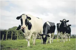  ?? Picture: Getty. ?? The New Zealand government is trying to control the spread of mycoplasma bovis disease.