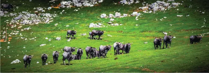  ?? ?? La ganadería es esencial para el mantenimie­nto de montes y prados de manera natural