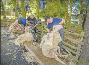  ??  ?? Sheep shearers work on sheep.