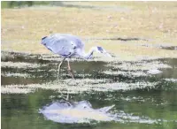  ??  ?? A heron spots something moving in the water