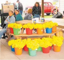  ?? ?? Plenty of daffodils for the Cancer Society fundraiser.