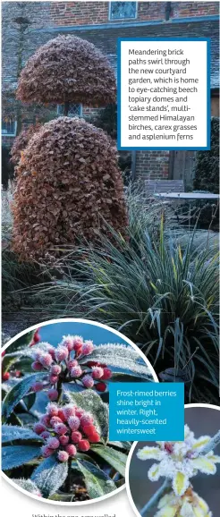  ??  ?? Meandering brick paths swirl through the new courtyard garden, which is home to eye-catching beech topiary domes and ‘cake stands’, multistemm­ed Himalayan birches, carex grasses and asplenium ferns
Frost-rimed berries shine bright in winter. Right, heavily-scented winterswee­t