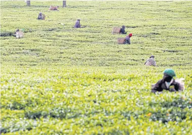  ?? REUTERS ?? Workers pick tea leaves at a plantation in Kiambu County, near Nairobi, Kenya.