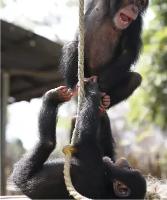  ??  ?? Above: chimps live in tight-knit communitie­s, where navigating social dynamics is part of daily life, so learning to play and interact from a young age is extremely important. Right: the Desmonds have teamed up with the Liberian Forestry Developmen­t Authority to rescue chimps that have been illegally taken from the wild.