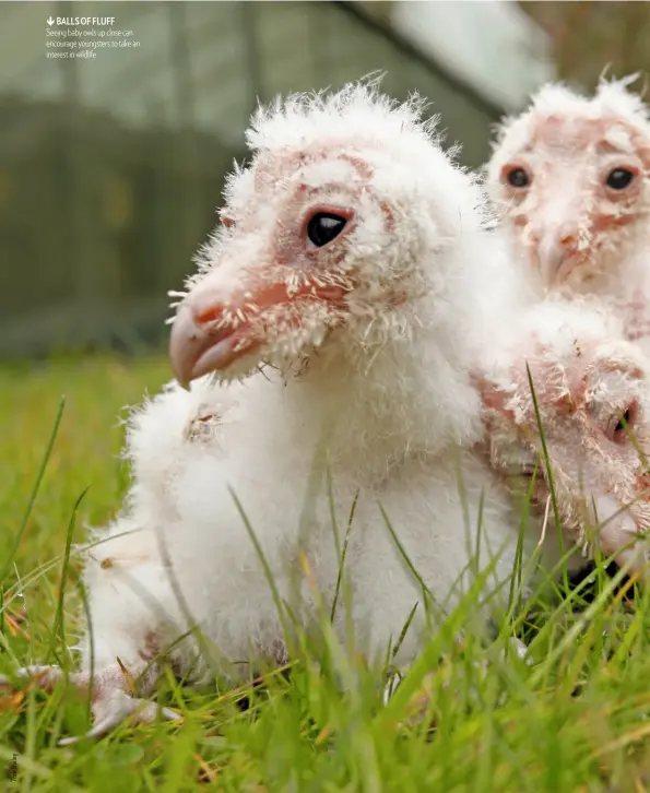  ??  ?? BALLS OF FLUFF Seeing baby owls up close can encourage youngsters to take an interest in wildlife