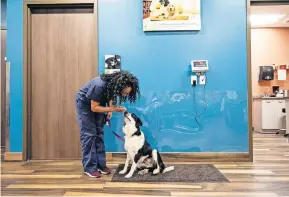  ?? [KIRSTEN EITREIM/MISSION ?? A dog is being weighed at Mission Animal Hospital in Eden Prairie, Minnesota, which provides subsidized care to low-income pet owners.