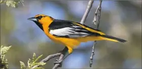  ?? Creative Commons ?? Bullock’s oriole is a U.S. western-breeding species that typically winters in western Mexico. Since Dec. 8, 2017, one has been seen in Hampton, a first for Allegheny County.