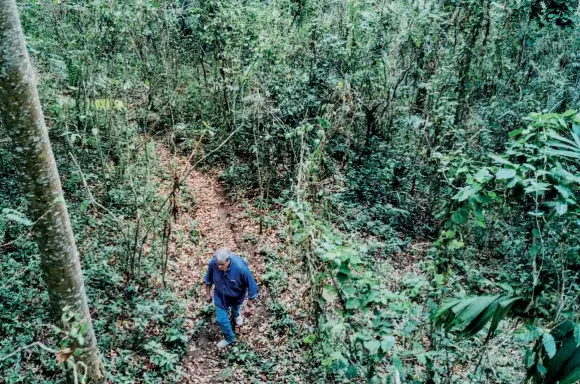  ??  ?? Sobre estas líneas, Cavallier en 2017, en un bosque de El Salvador, en busca del bálsamo del Perú. Con una trayectori­a como perfumista de más de 30 años, trabajó en Charabot y Firmenich antes de fichar por Louis Vuitton.