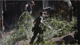  ?? PATRICK TEHAN – STAFF ARCHIVES ?? Santa Clara County Sheriff’s deputies remove marijuana plants from a home on Loma Chiquita Road in the Santa Cruz Mountains on Oct. 5. Officials say that raids have netted more than 950,000 plants this year.