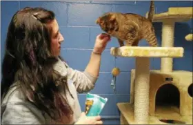  ?? BETSY SCOTT — THE NEWS-HERALD ?? A Lake Humane Society volunteer tries to interest a cat named Fawks in a treat during some play time. Fawks is among the cats now up for adoption following a major rescue in November 2016.