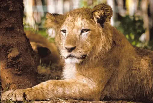  ?? FADEL SENNA/AFP ?? Los "cinco grandes" animales cazados más deseables son: leones, leopardos, elefantes, rinoceront­es y búfalos