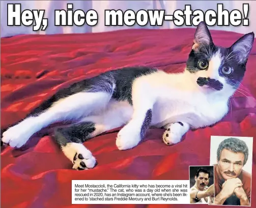  ?? ?? Meet Mostacciol­i, the California kitty who has become a viral hit for her “mustache.” The cat, who was a day old when she was rescued in 2020, has an Instagram account, where she’s been likened to ’stached stars Freddie Mercury and Burt Reynolds.