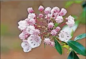  ?? CHARLES SEABROOK ?? Mountain laurel has started blooming and will continue to do so through June. It is one of the certaintie­s of nature in mid-May.