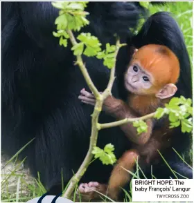  ?? TWYCROSS ZOO ?? BRIGHT HOPE: The baby François’ Langur