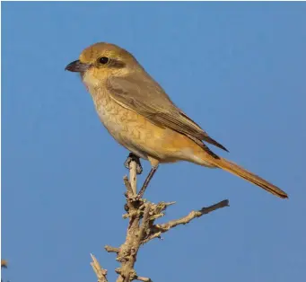  ?? ?? THREE: Daurian Shrike (Doha, Kuwait, 22 February 2012). This bird resembles the individual in our opening picture. It is strikingly pale and bland, a rich warm sand colour with a lovely orange tail. The whole bird looks rather uniform, with relatively little contrast between the upperparts and underparts, and the vermiculat­ions in the flanks are relatively weak. These features are all typical of Daurian Shrike. Although the difference­s are subtle, note here the slightly shorter wing and longer tail compared with Red-backed Shrike.