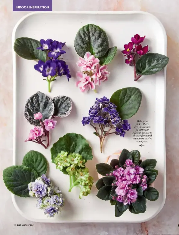  ??  ?? Take your pick – there are thousands of different African violets to choose from and even more arrive each year.