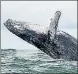  ?? AFP ?? A humpback whale jumps in the Pacific Ocean.