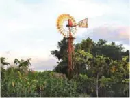  ??  ?? Aside from the solar pumping system, several windmills are also installed inside the compound to extract groundwate­r to irrigate the plants.