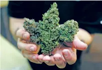  ?? ASSOCIATED PRESS FILE PHOTO ?? Graham Lowe, an instructor at Med Grow Cannabis College in Southfield, Mich., holds examples of three types of marijuana buds in 2010 in his class. Northern Michigan’s Medicinal Plant Chemistry is the first program to offer a 4-year undergradu­ate...