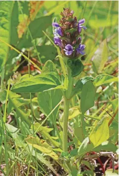  ?? ?? Above, clockwise from top left: White clover, self-heal and creeping thyme turn a fescue-based lawn into a food source for pollinator­s when they bloom.