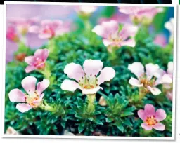  ?? ?? SMALL WONDERS: The pretty flowers of saxifraga Peach Melba, left. Main picture: A rosette of saxifraga longifolia