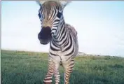  ??  ?? ZEBRA