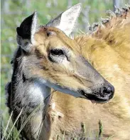  ?? Associated Press ?? Emaciated, drooling and listless, a Colorado deer shows signs of chronic wasting disease, a contagious, invariably fatal condition.