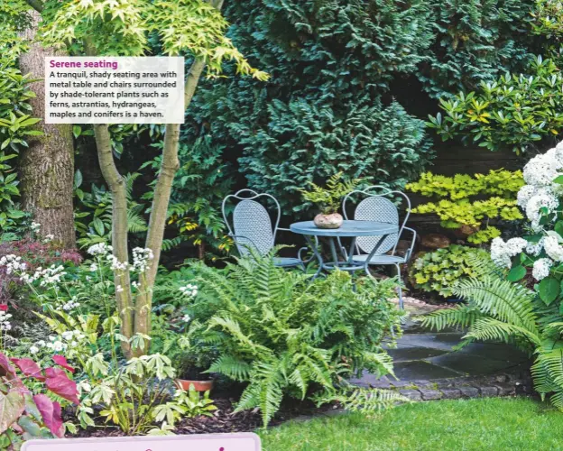  ??  ?? A tranquil, shady seating area with metal table and chairs surrounded by shade-tolerant plants such as ferns, astrantias, hydrangeas, maples and conifers is a haven.