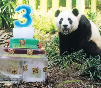  ?? DARREN MAKOWICHUK ?? The Calgary Zoo threw a birthday bash for its panda cubs with two specially themed parties held simultaneo­usly to honour each of the cubs — a butterfly garden party for Jia Yueyue and a dinosaur party for Jia Panpan — and invited the world to watch as it launched its PandaCam.