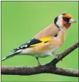  ?? Photograph: Dennis Morrison ?? Goldfinch replaced woodpigeon from 2019 in top 10.