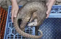  ??  ?? INDONESIA: A forest ranger holds a pangolin confiscate­d from smugglers during a press conference in Medan, North Sumatra, Indonesia yesterday.—AP