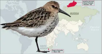  ?? GRAPHIC: ROWAN ABRAHAMS ?? NOT IN VAIN: A sanderling, similar to the one above, is the only migrant wading bird to be ringed in SA and recovered in its tundra breeding ground in Siberia. It was ringed at Kommetjie in 1988 and shot in Russia two years later.