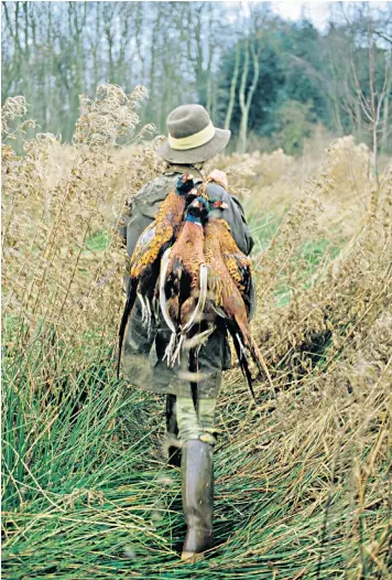  ??  ?? Bringing home the birds after a pheasant shooting party in Wiltshire. Game birds are higher in protein and lower in fat than chicken