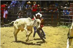  ?? —PHOTOS BY SHAN GABRIEL APULI ?? Participan­ts in the “carambola” demonstrat­e how ranch hands tackle misbehavin­g cows.