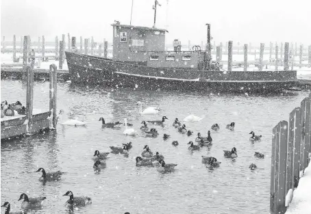  ?? NICK BRANCACCIO ?? Ducks, swans and geese take shelter near the boat ramp at Lakeview Park Marina at the mouth of Lake St. Clair. The Essex Region Conservati­on Authority warns that high lake levels and ice piling on shorelines have increased concerns over flooding and erosion this spring.