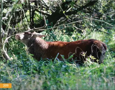  ??  ?? Il n’est pas un foudre de guerre, mais s’active (il opère ici des frottis) lors de chaque brame, cela jusqu’en 2019.