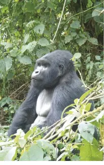  ??  ?? This younger male looks as though he has just woken up. Photo by Bill Feldstein