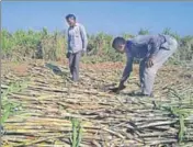  ?? HT FILE ?? Though the Union government has announced financial assistance n of ₹5.50 per quintal for cane crushed by sugar mills in the ongoing season, the private mills seeking more assistance.