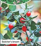  ?? ?? Butcher’s broom